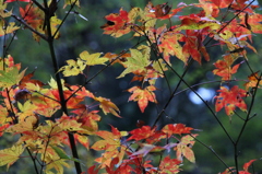 2011-11-03 峰定寺 (5)