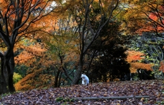 猫の紅葉狩り。