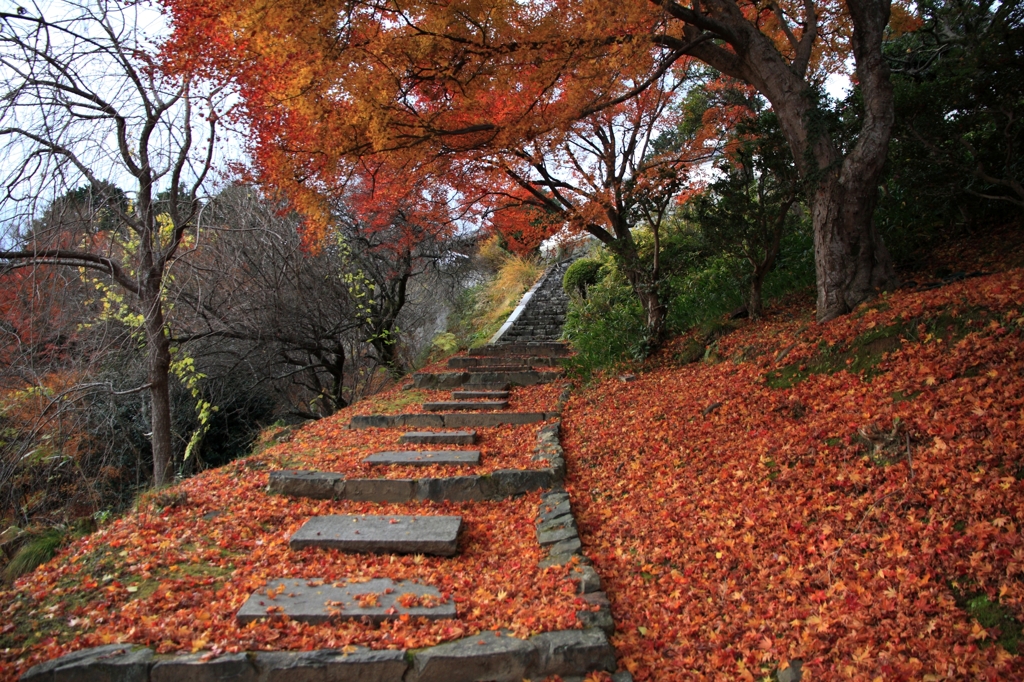 三鈷寺への道。