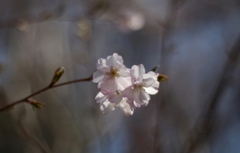 冬桜