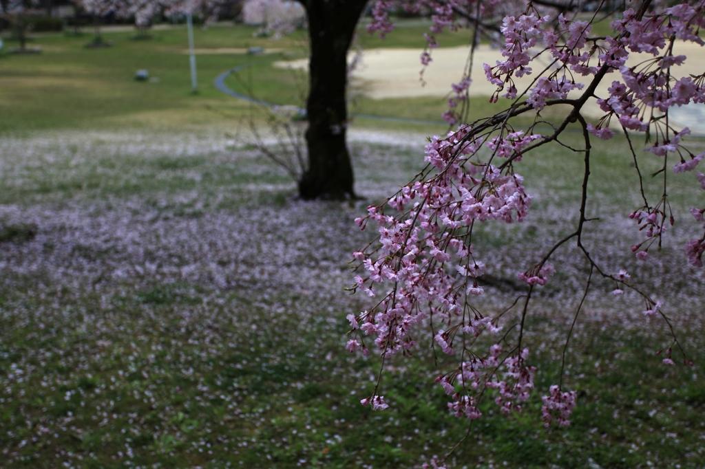 しだれ桜