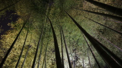 京都高台寺ライトアップ　竹林