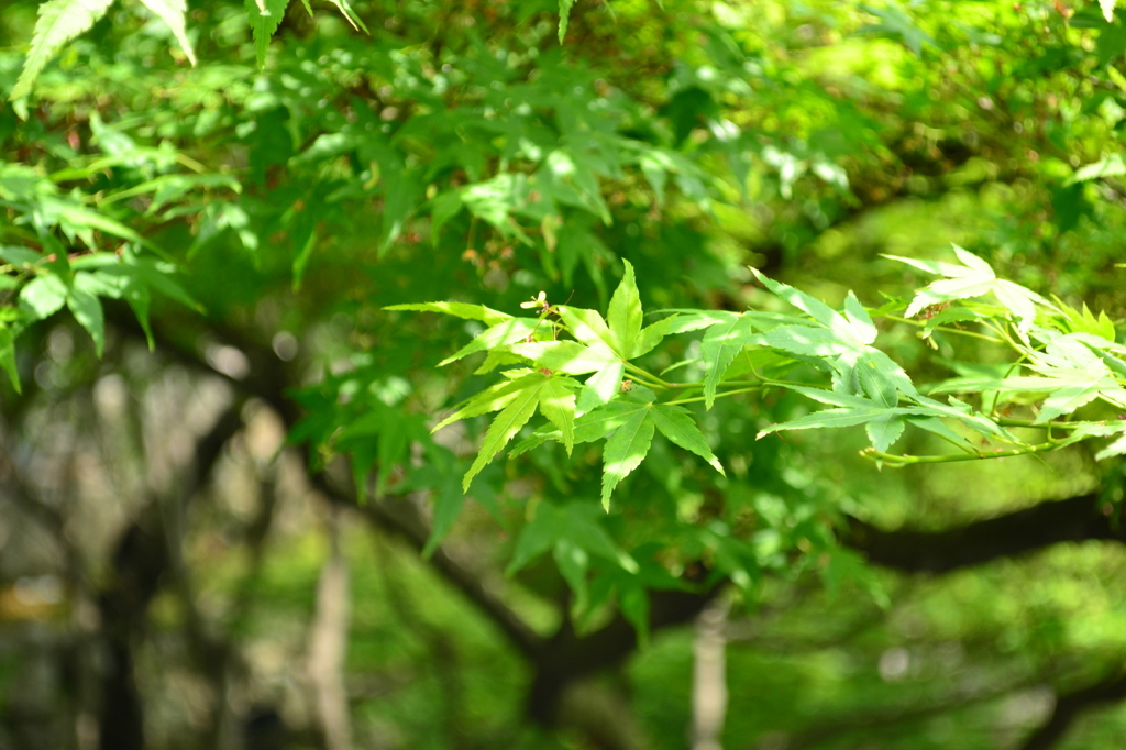 夏の緑