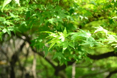 夏の緑