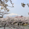 春の岩木山