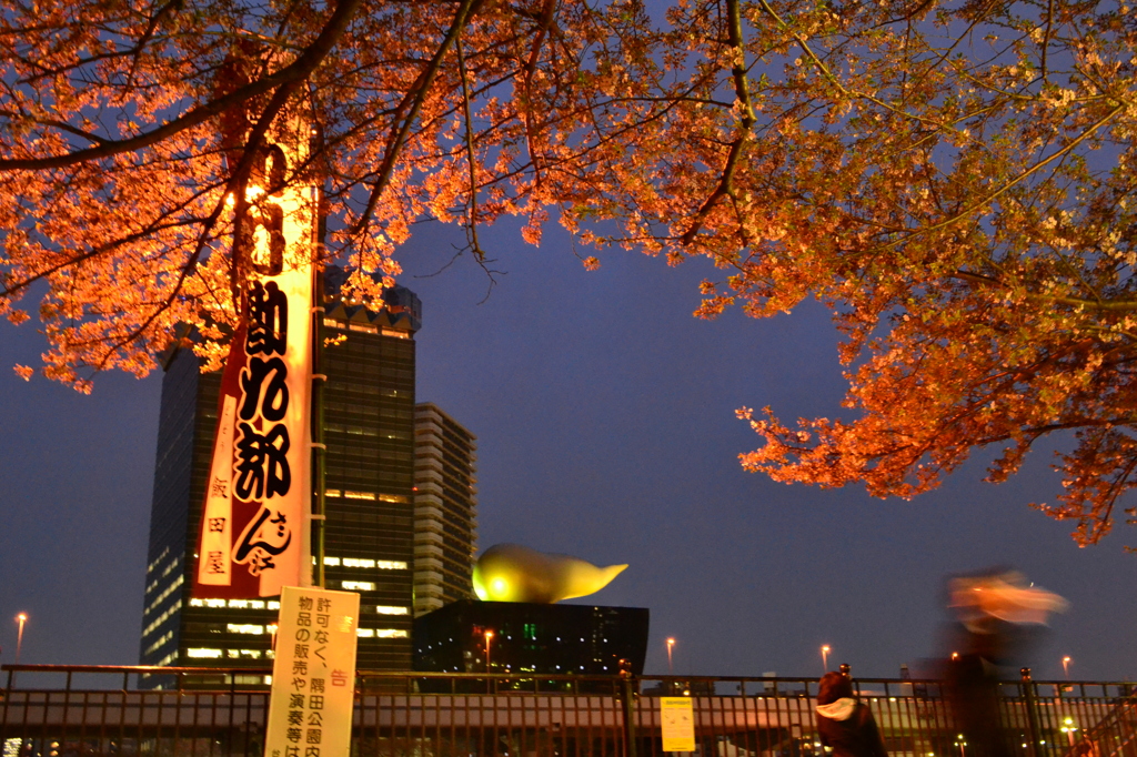 2012夜桜