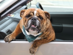 ブルドッグ　｢何！｣