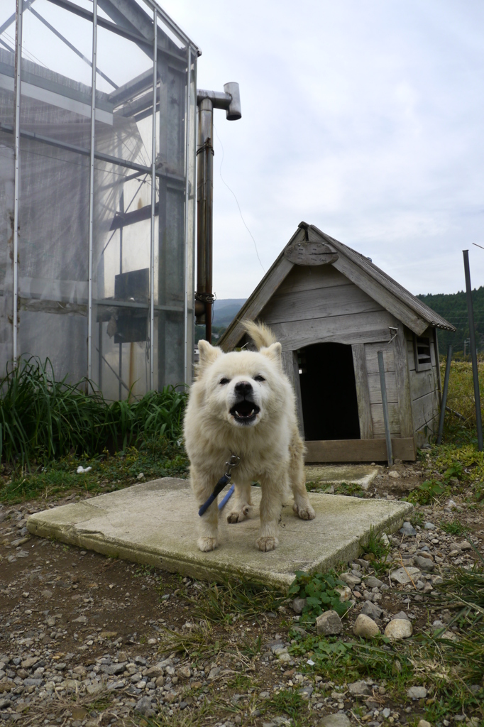 塩原のわんこ