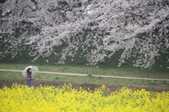 桜と菜の花と傘