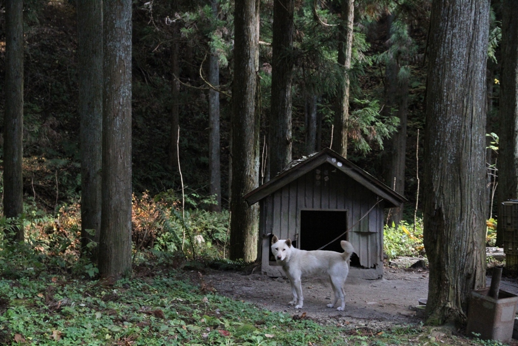 迦葉山のわんこ