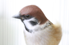 かっこいい！すずめ