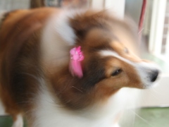 Shellぶるぶる直前