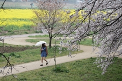 雨さくら