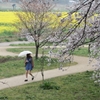 雨さくら