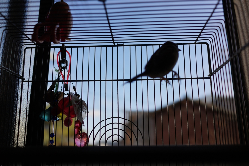 快適な鳥かごの世界..