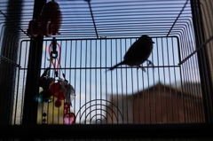 快適な鳥かごの世界..