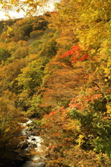 紅一点