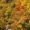 紅一点