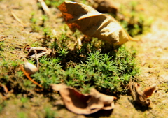 森の中の小森