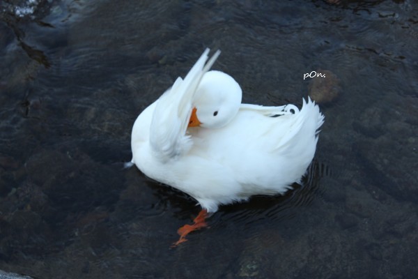 あひる