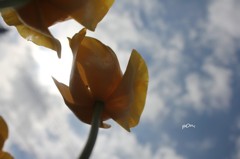 空とはなびら