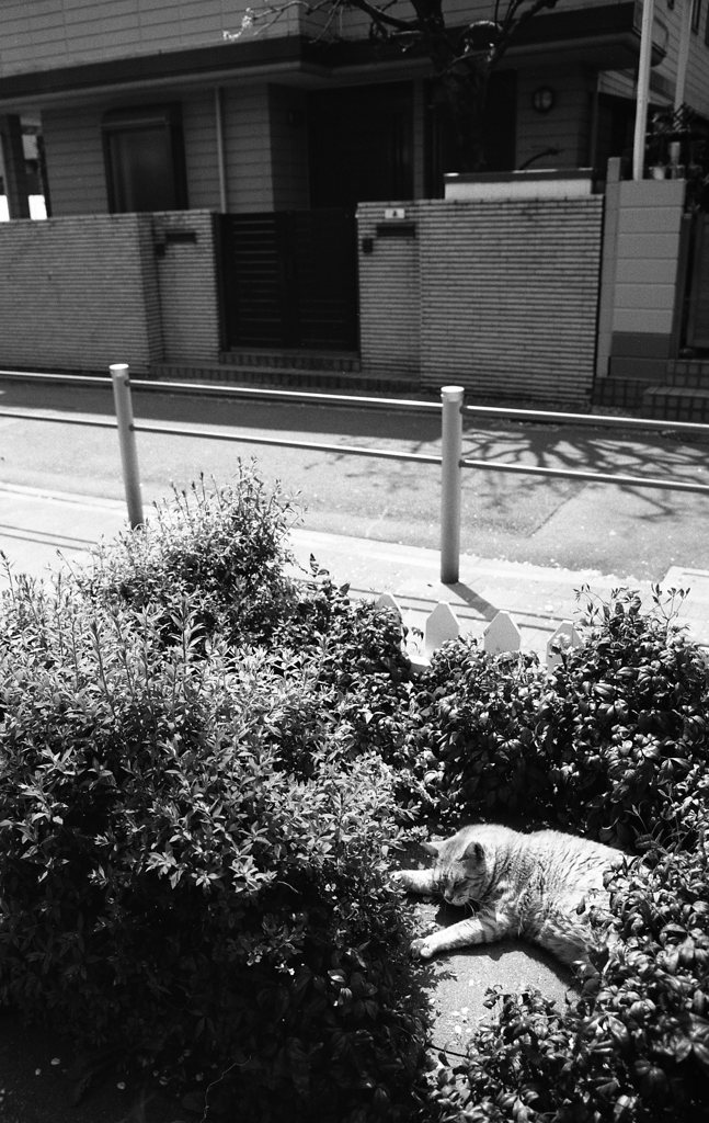 FP4PLUS_125_258