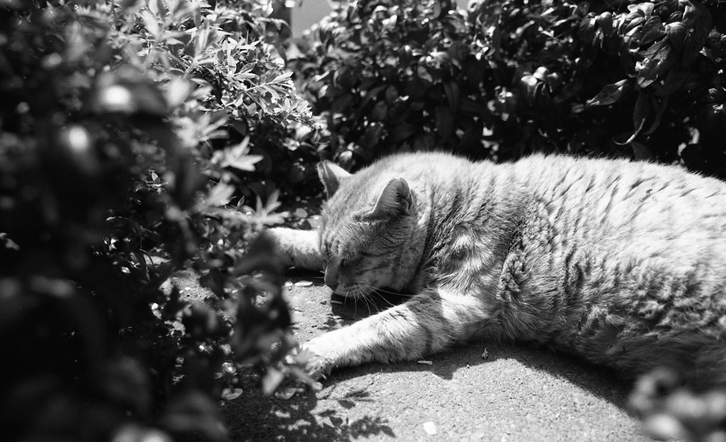 FP4PLUS_125_266