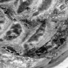 FP4PLUS_125_282