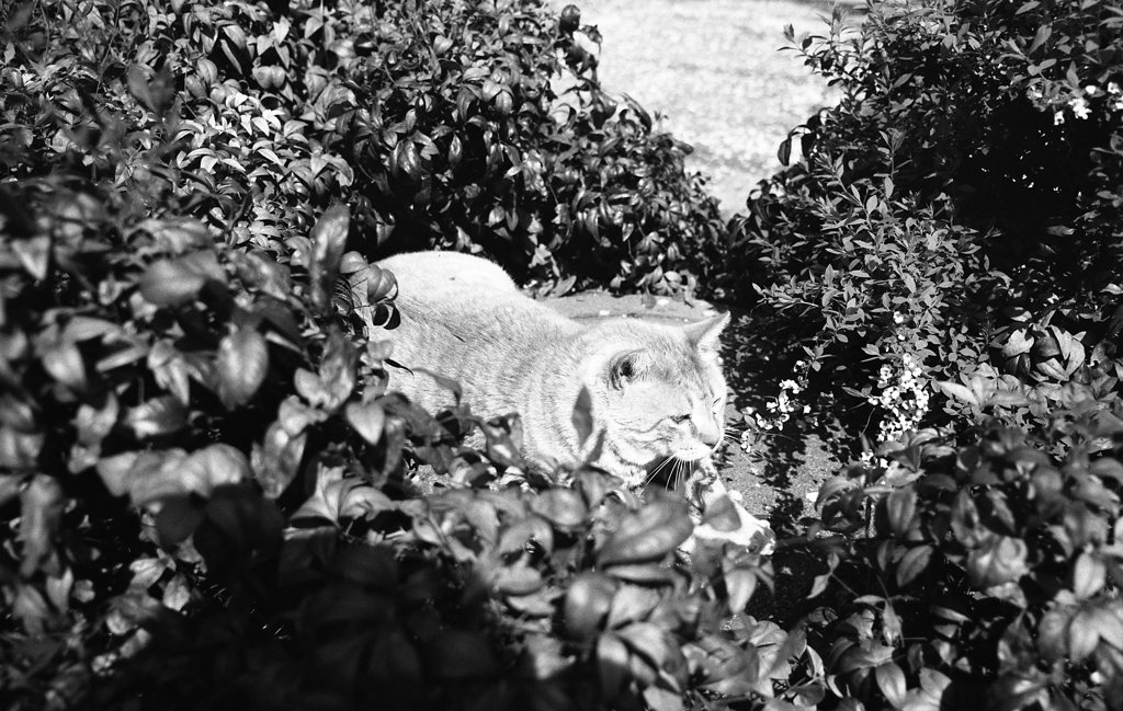 FP4PLUS_125_262