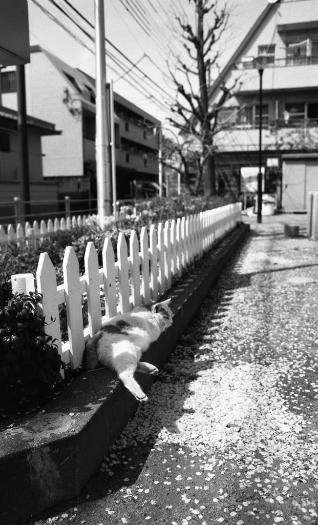 FP4PLUS_125_265
