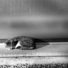 neopanss_100_065