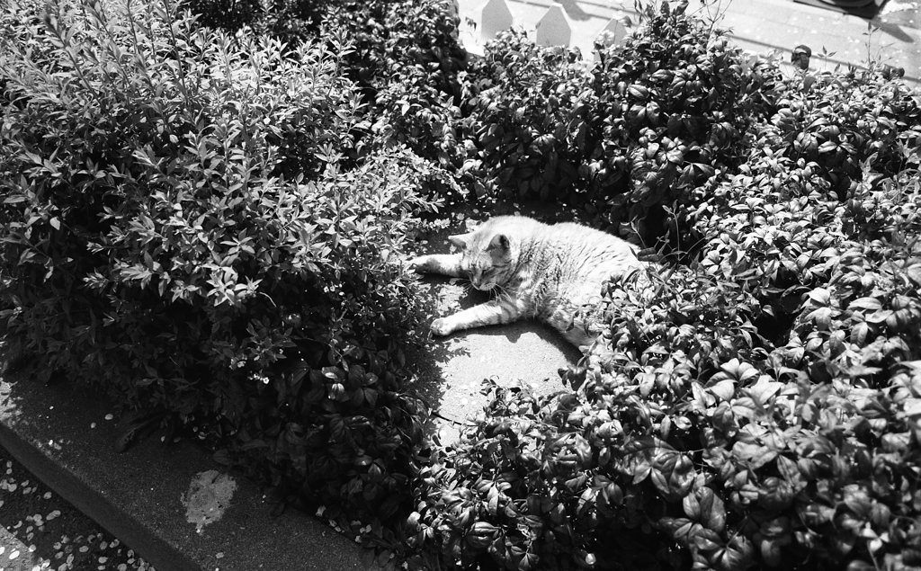 FP4PLUS_125_257