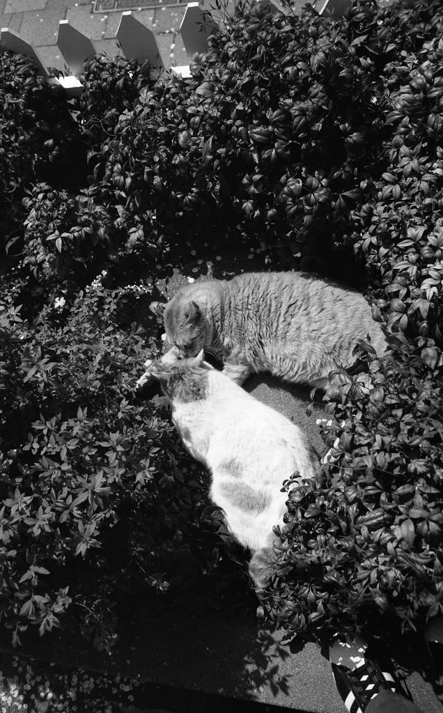 FP4PLUS_125_260