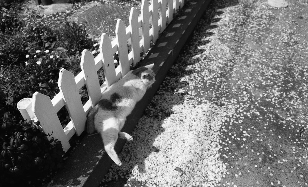 FP4PLUS_125_264