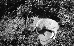FP4PLUS_125_259