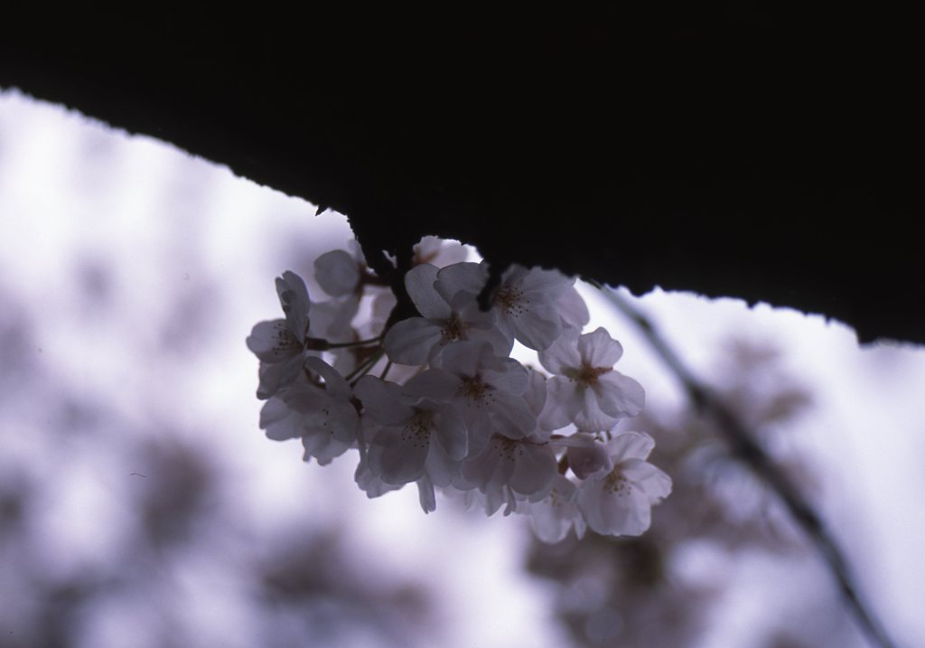 provia100f_335