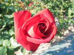 RIMG0608