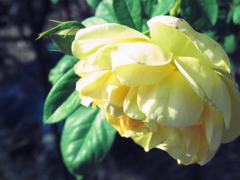 RIMG0675