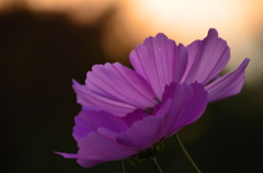 夕方☆コスモス