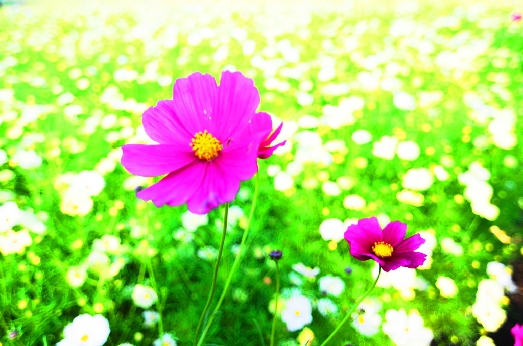 カラフル☆コスモス