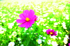 カラフル☆コスモス