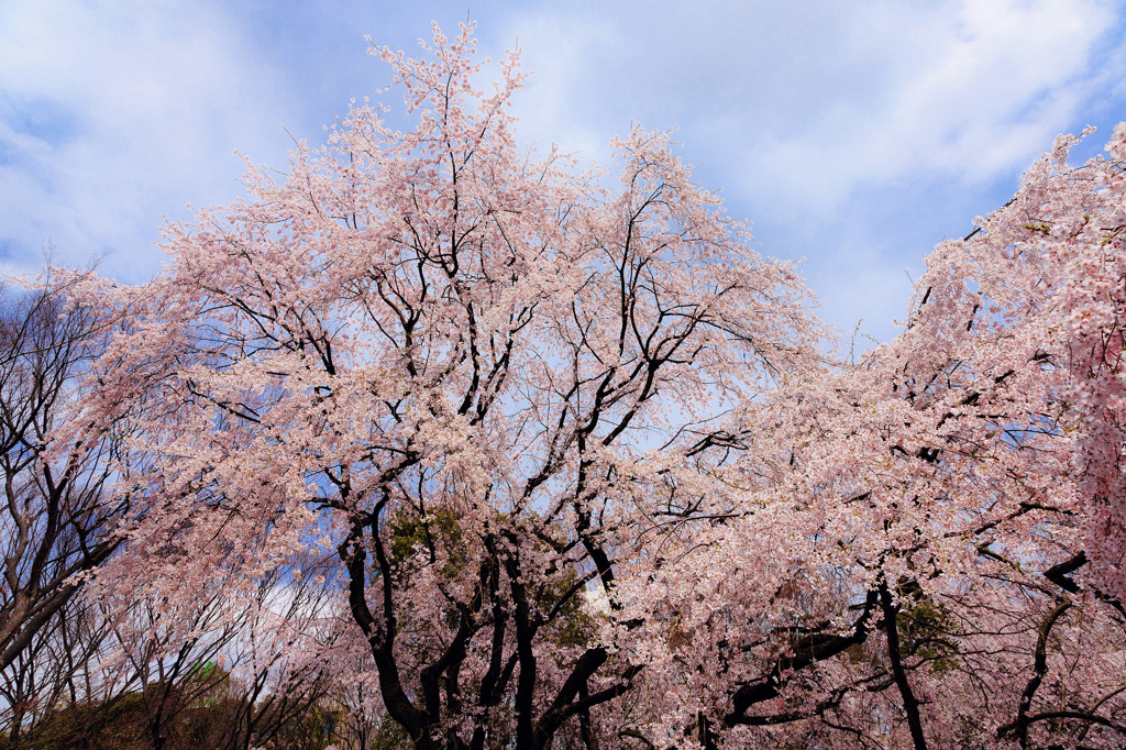 Large waterfall cherry blossoms