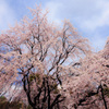 Large waterfall cherry blossoms