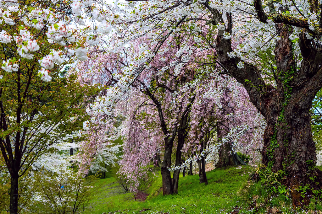 亀ヶ城跡紅白桜