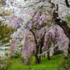 亀ヶ城跡紅白桜