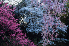 三色桜