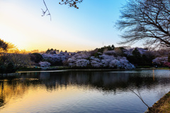 三ツ池公園桜夕景