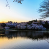 三ツ池公園桜夕景