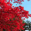 鮮紅