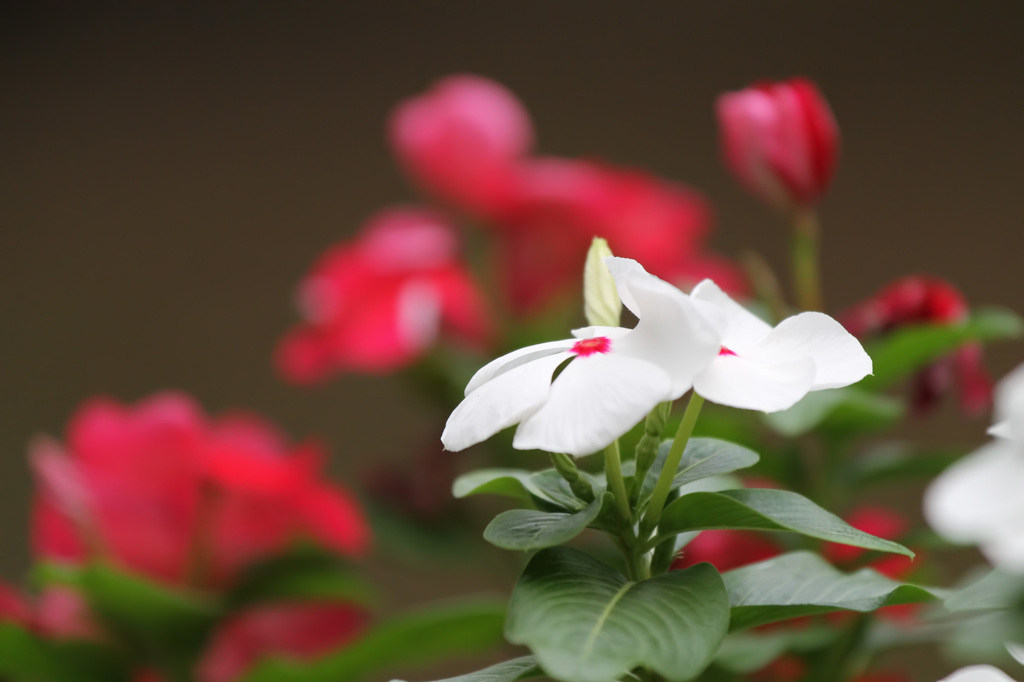 花相撲
